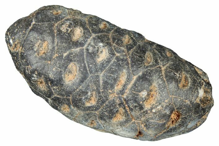 Fossil Cycadophyte Seed Cone - Boujdour, Morocco #325319